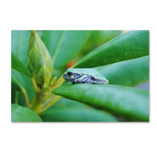Monica Mize 'Balance' Canvas Art, 22x32, Trademark Fine Art, Mfr#: MF132-C2232GG